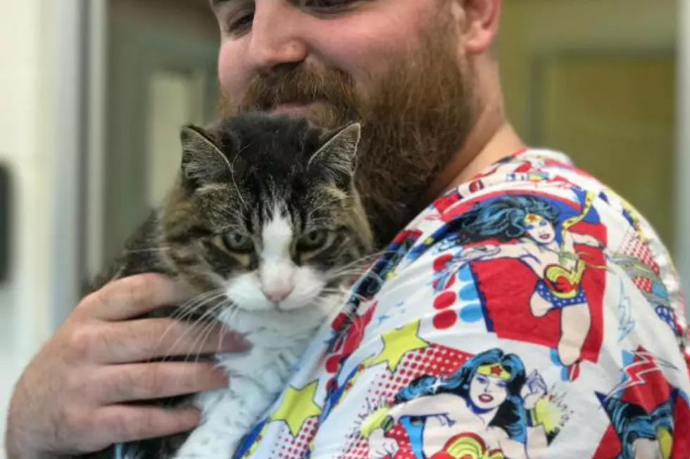 A 19-Year Old Cat in Portland is Looking for a Loving Retirement Home