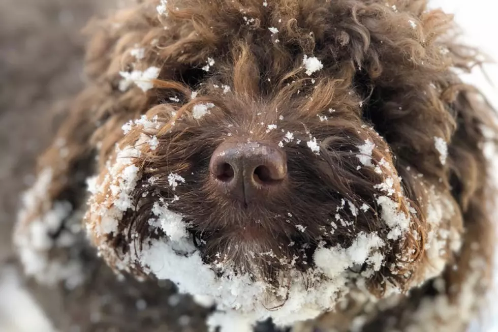 These Adorable Maine Dogs are Super Excited About the Snowfall
