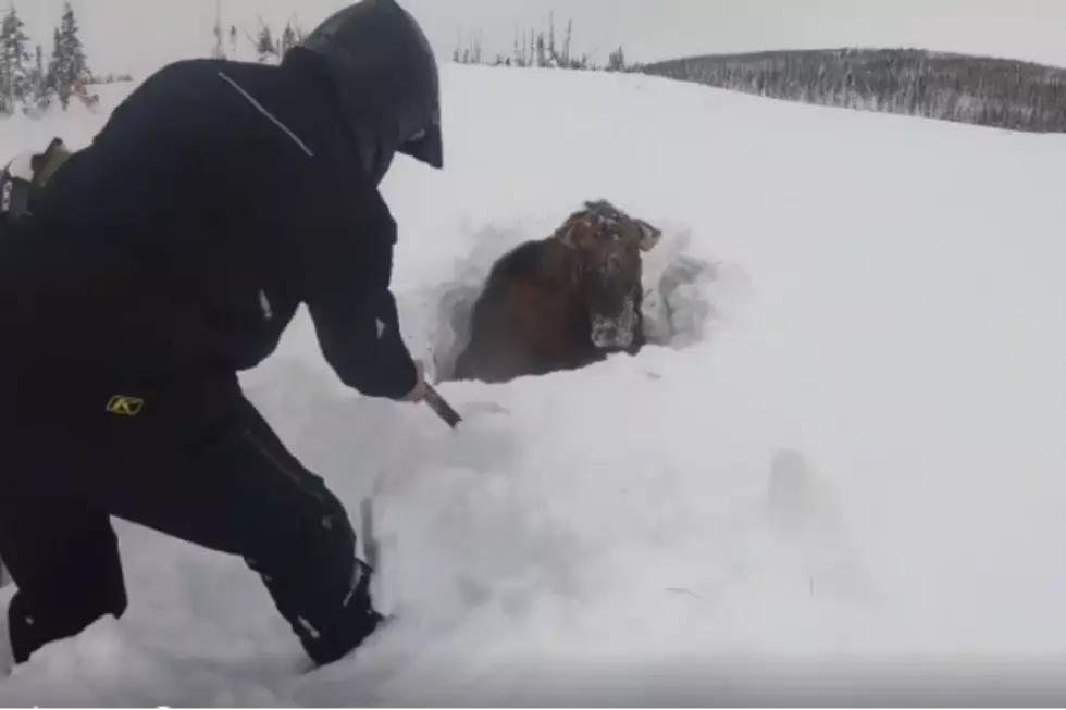 Watch These Canadians Help Free A Moose Trapped In Snow [VIDEO]