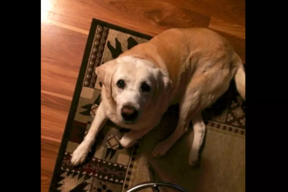 13-Year-Old Lab Found Buried in Snow in Bryant Pond...Alive!