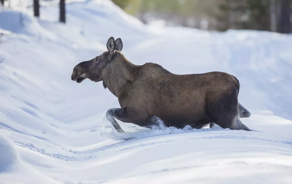 Moose Rescued from Snow: Another Reason Mainers Are the Best