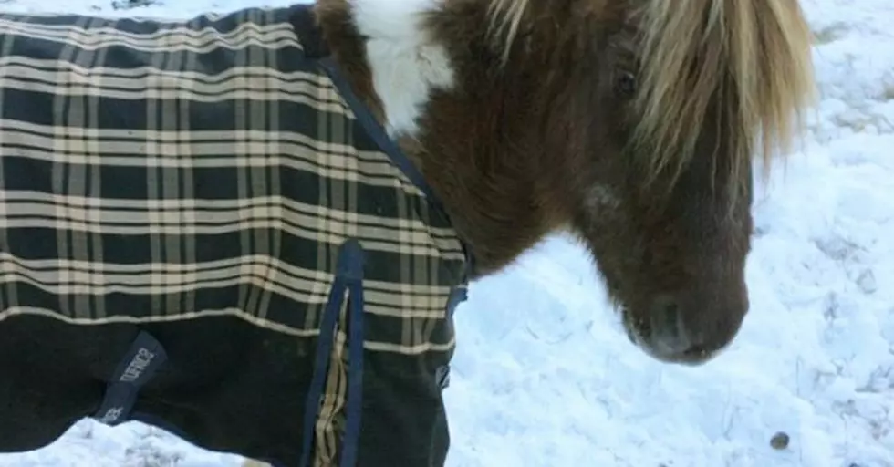 Maine Pony Stricken With Cancer Raises More Money Than 7 Candidat