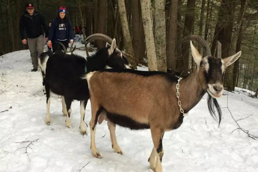 Ten Apple Farm In Gray Farm Lets You Hike With Goats