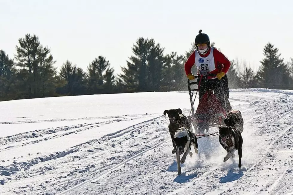 Learn How To Dog Sled in Westbrook This Weekend