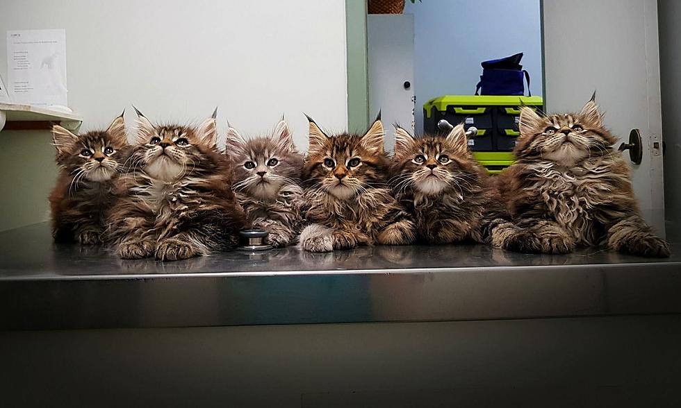 Adorable Maine Coon Kittens Make the Front Page of Reddit For Their First Vet Visit