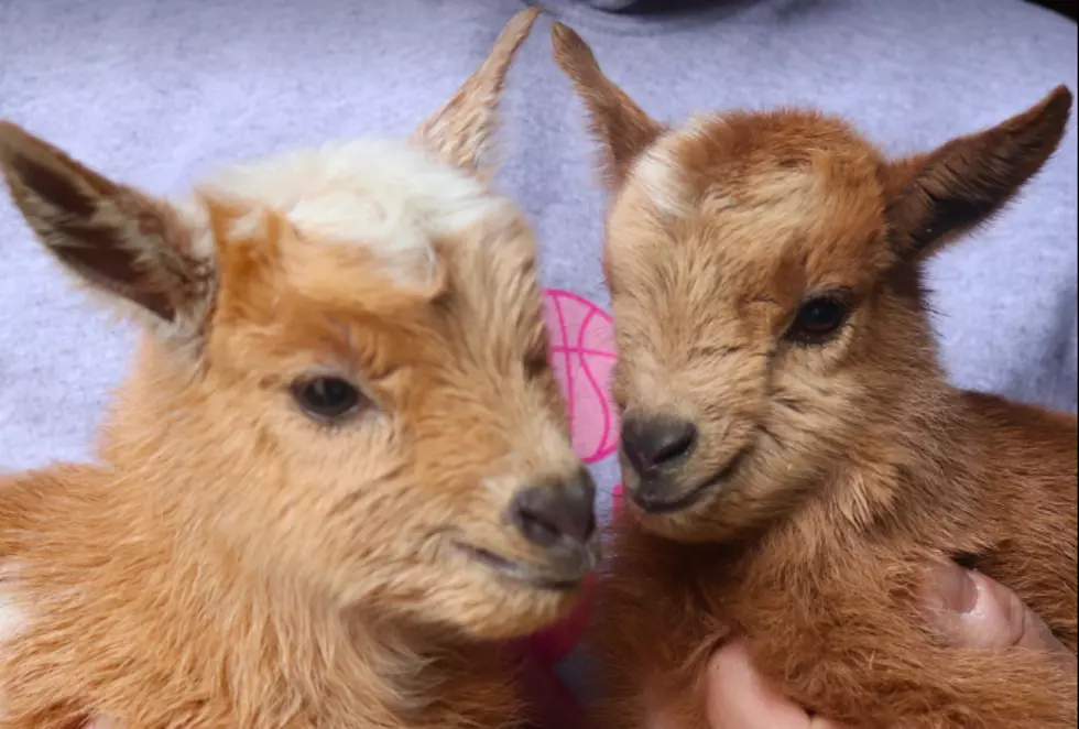 Meet Sunflower Farm's Brand New Goat Kids in Cumberland