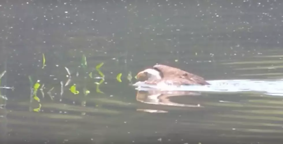 Spring Sighting: Watch This Bald Eagle Swim on the Kennebec River in Maine