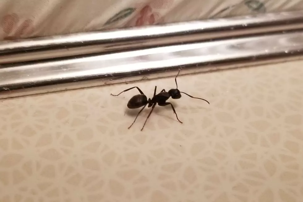 This Is the Best Way To Rid Your Home of Ants