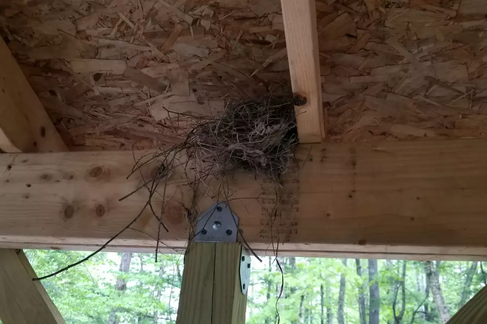 We Had To Find a Way To See What Was Inside This Nest at Camp