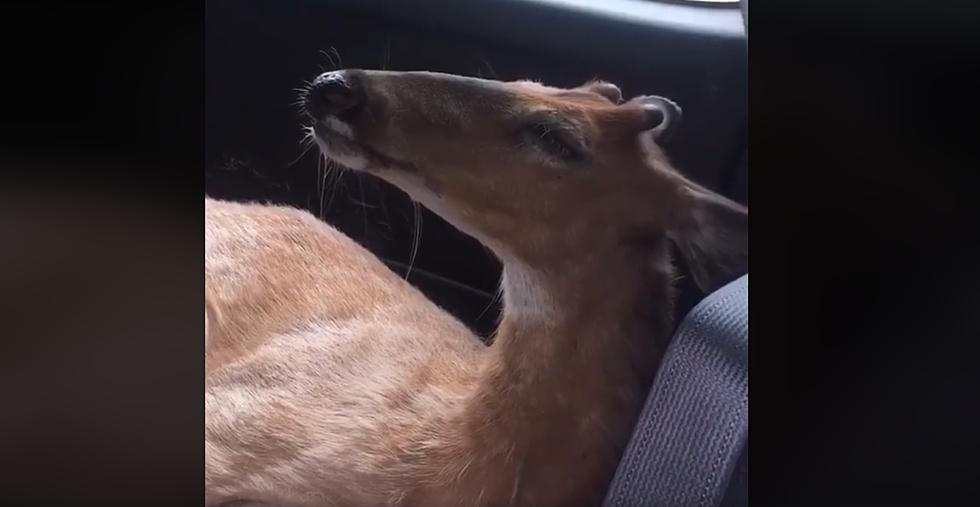 Video: Deer Hit by Car Rescued &#038; Driven to New England Animal Hospital in the Back of a Subaru