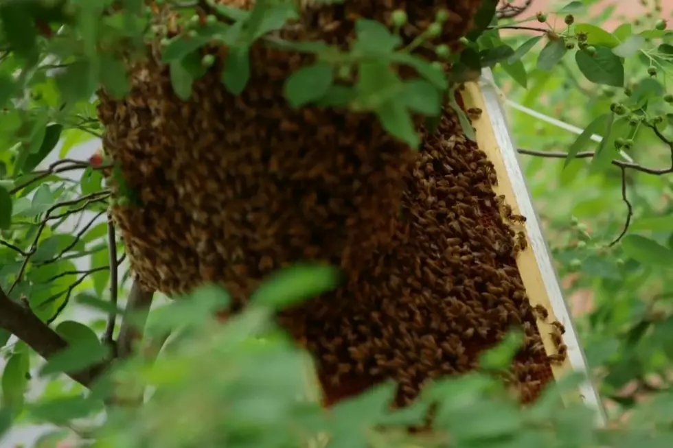 Watch a Beekeeper Remove a Huge Swarm at Maine Medical Center