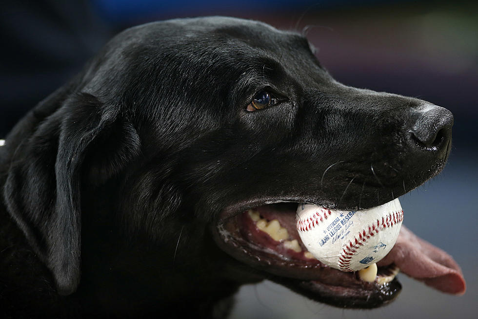 The Sea Dogs ‘Bark In The Park’ Day Is Tomorrow
