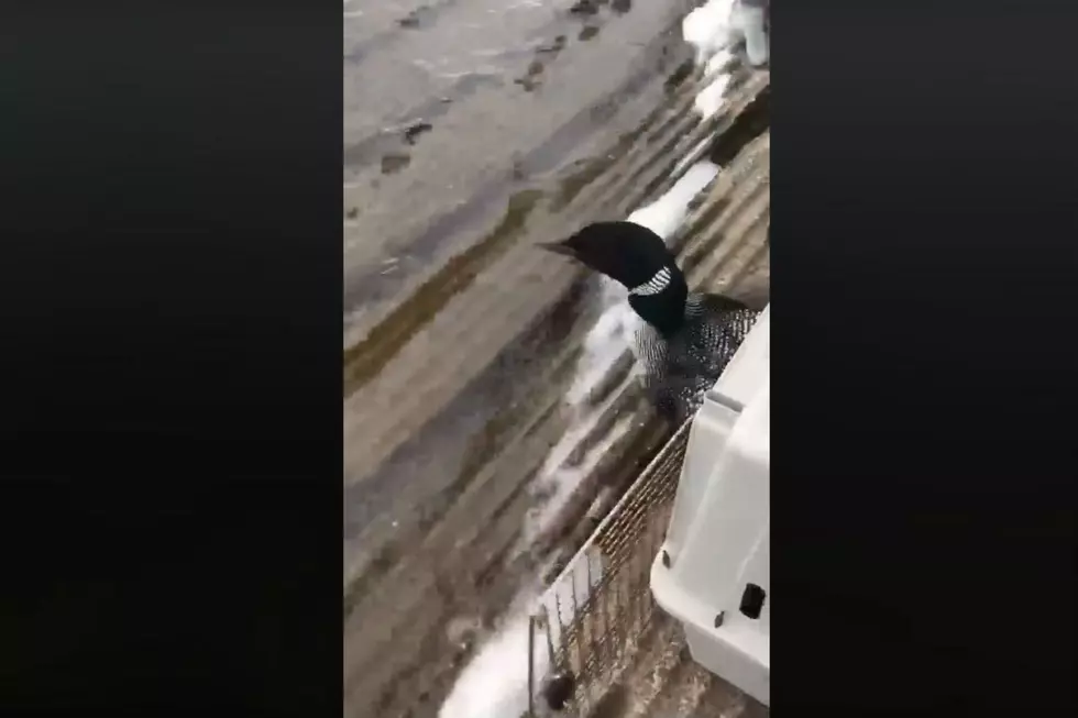 Watch a Lost Loon Returned to Water By Maine State Police