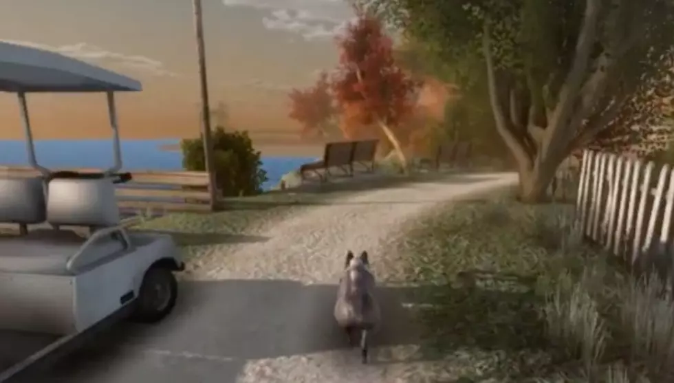 New Video Game: Be A Cat On an Abandoned Maine Island