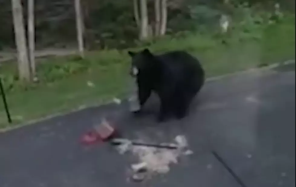 Watch This Naughty Maine Black Bear Steal a Bird Feeder & Make Off With The Goods