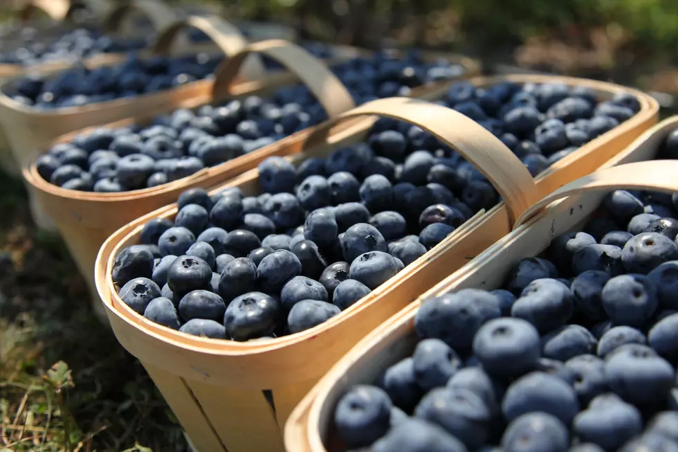 Here's Where Mainers Say To Pick Blueberries