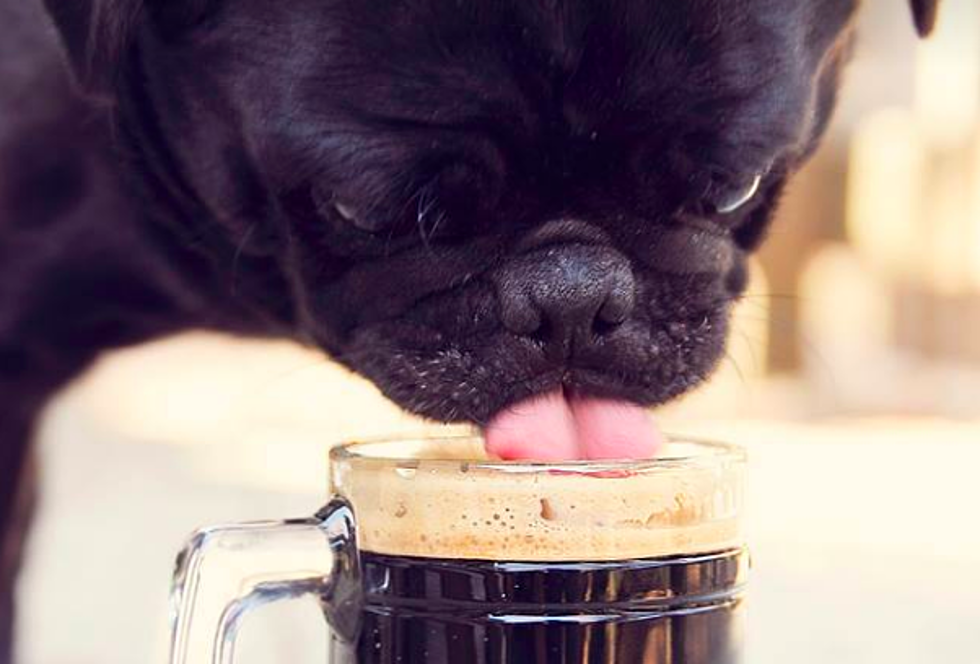 Black Pug Brings New Beer to Brunswick