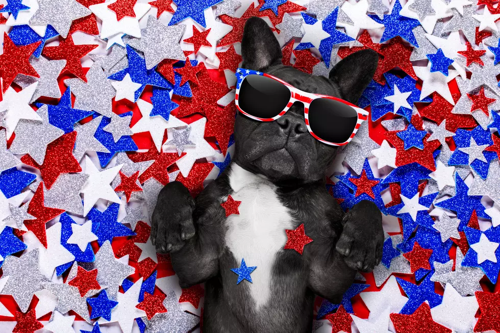 Here's How To Protect Your Pet This 4th of July