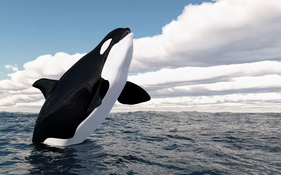 Viral Image of Killer Whale In Maine Turns Out to Be Photoshopped