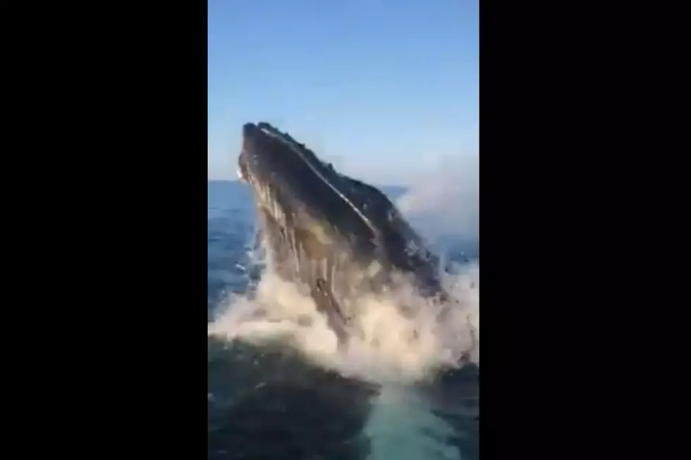 Watch a Massive Whale Breach The Water Near Hampton, NH