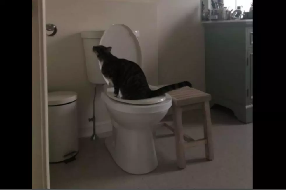 The Only Thing This Augusta Cat Won't Do Is Flush