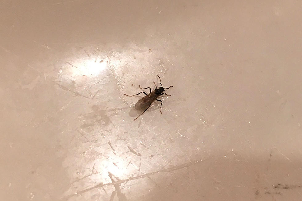 Good Grief. What Is This NEW Bug in My House?