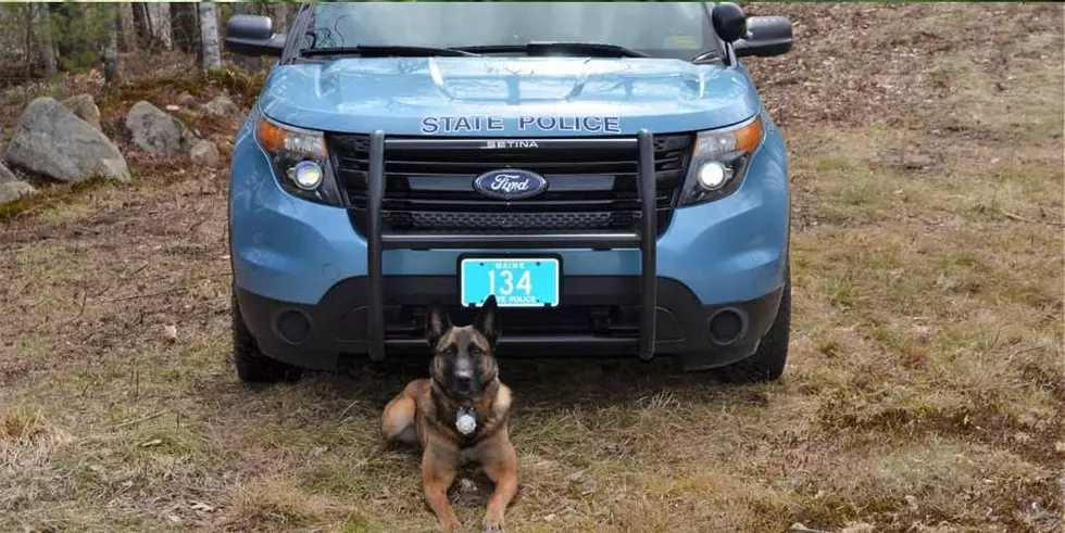 Maine State Police Dog Sniffs Out Stolen Handgun, Watches & Jewelry During Arrest