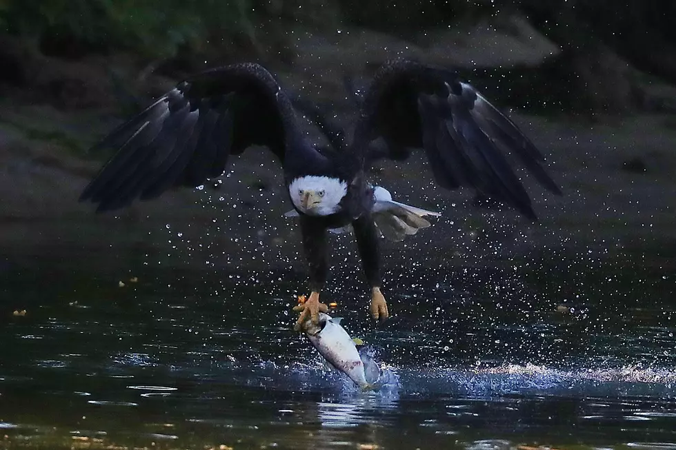 Savage!  Maine Loon Stabs Bald Eagle Through The Heart