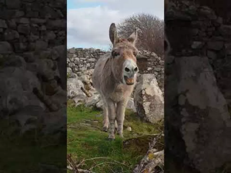 Harriet the Singing Donkey Can Really Belt Out a Tune!