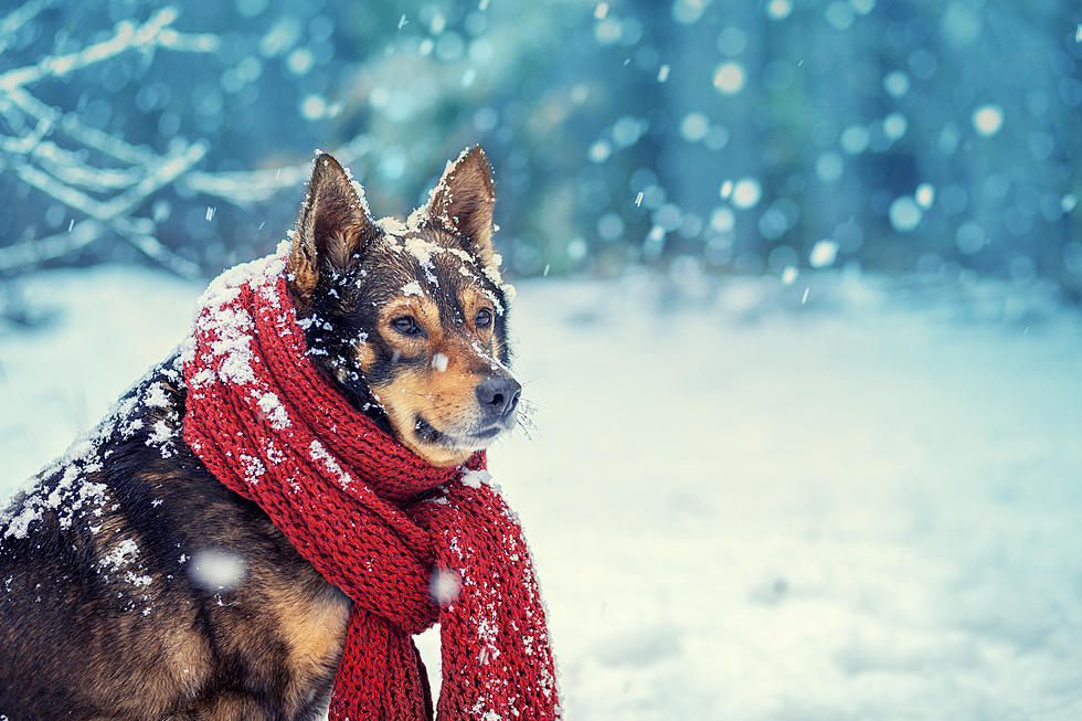 PA Law States Leaving Dogs Out in Cold Illegal. Will Maine Follow Suit?