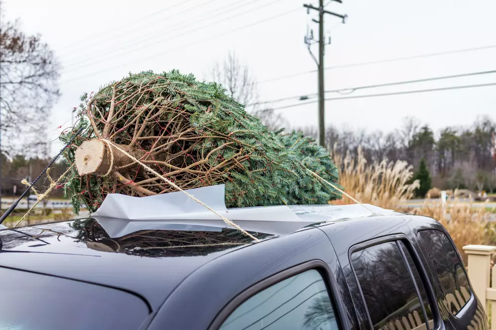 Your Christmas Tree is Probably Loaded With Thousands of Bugs