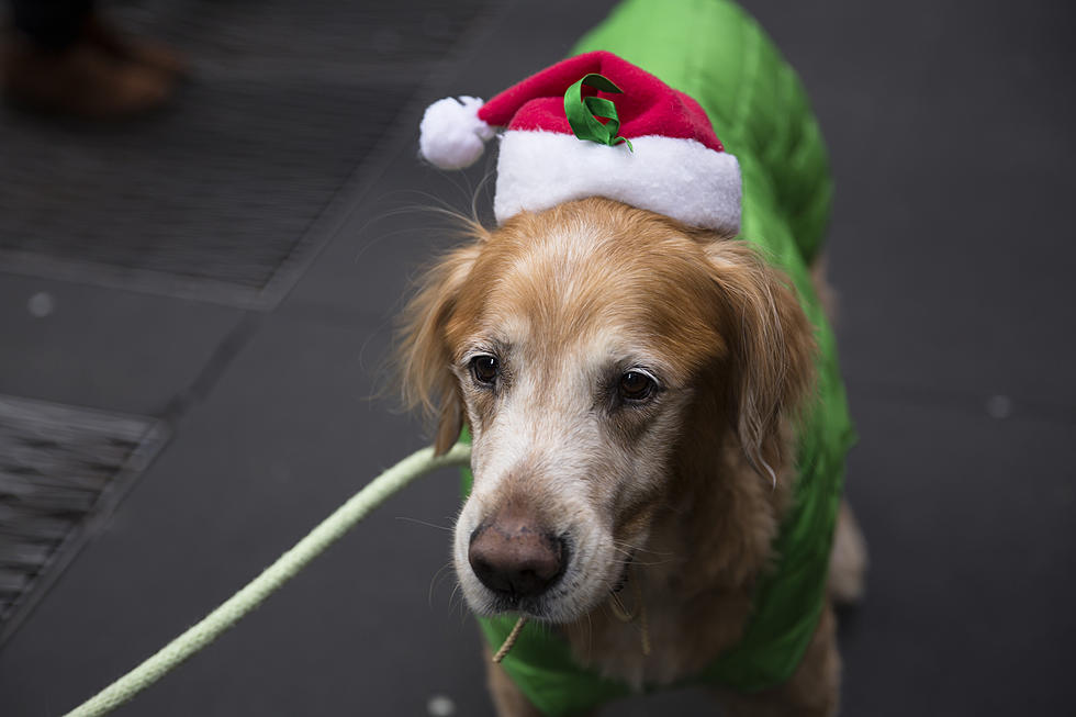 Take Your Pup To Santa Paws Fest In Arundel This Weekend