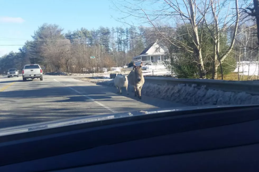 Why Did the Sheep and Donkey Cross the Road in Limington?