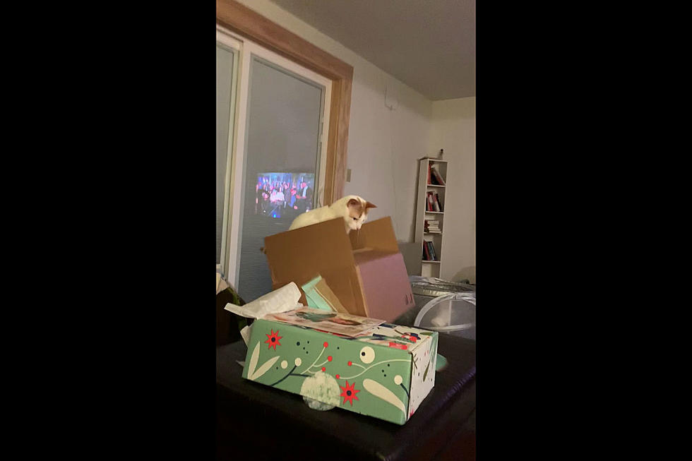 WATCH: Mr. Spice The Cat vs. The Cardboard Box