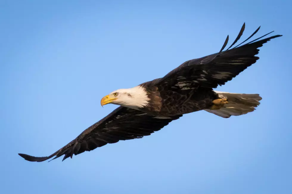 Game Wardens Looking For Person Who Shot a Bald Eagle in Waterford