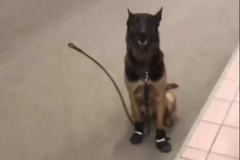 Watch Portland Police Dogs Try Out Their New Winter Boots