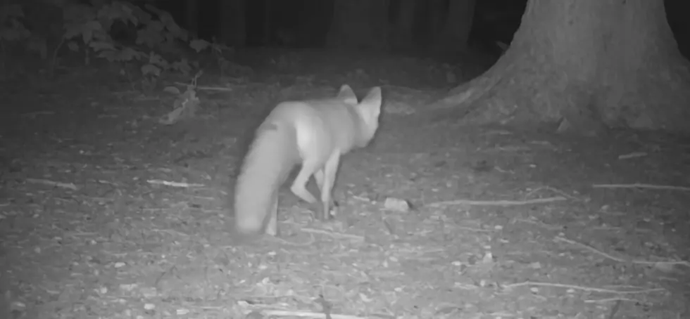 Watch Wild Animals’ Antics in this Mainer’s Trail Cam Compilation