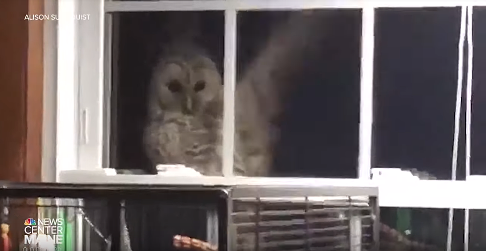 Owl Tries To Eat Family Birds For Dinner In Old Orchard Beach