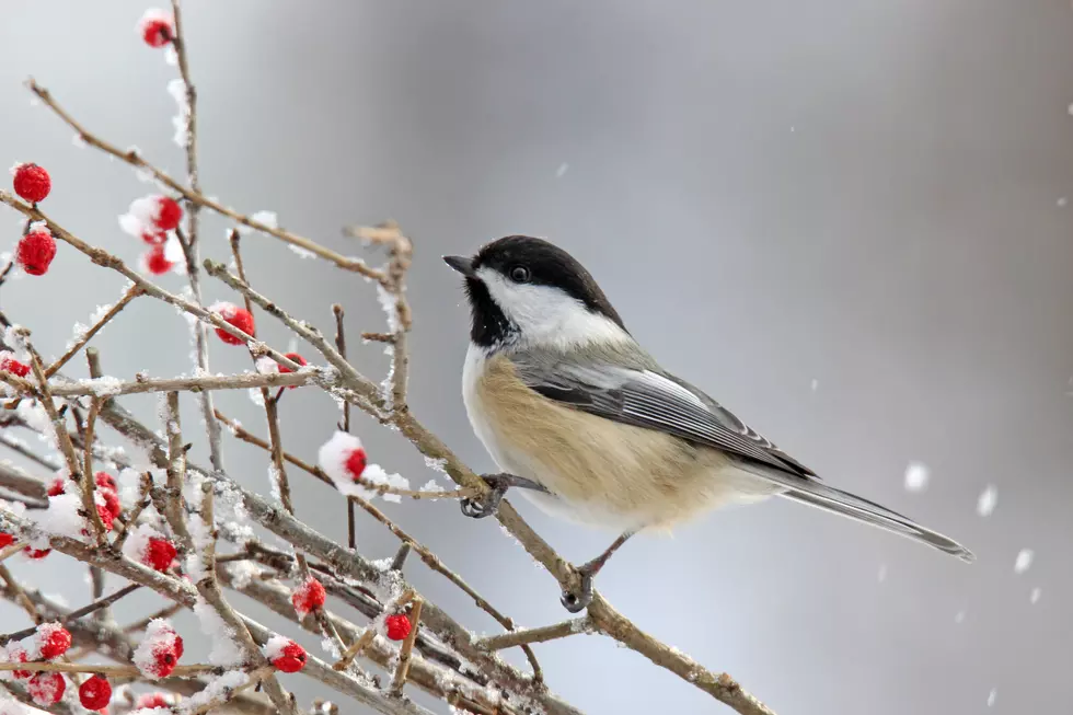 Lawmakers Arguing Over Which Chickadee is Maine's Official Bird