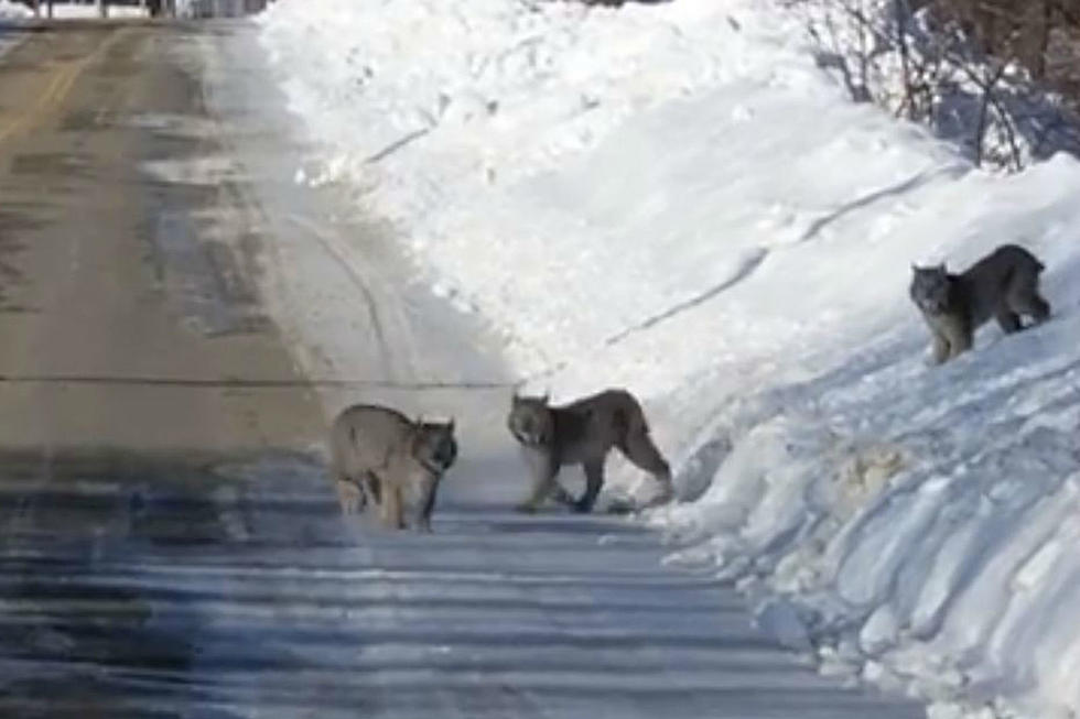 Rare Sighting of 3 Lynx Captured on Video in Northern Maine