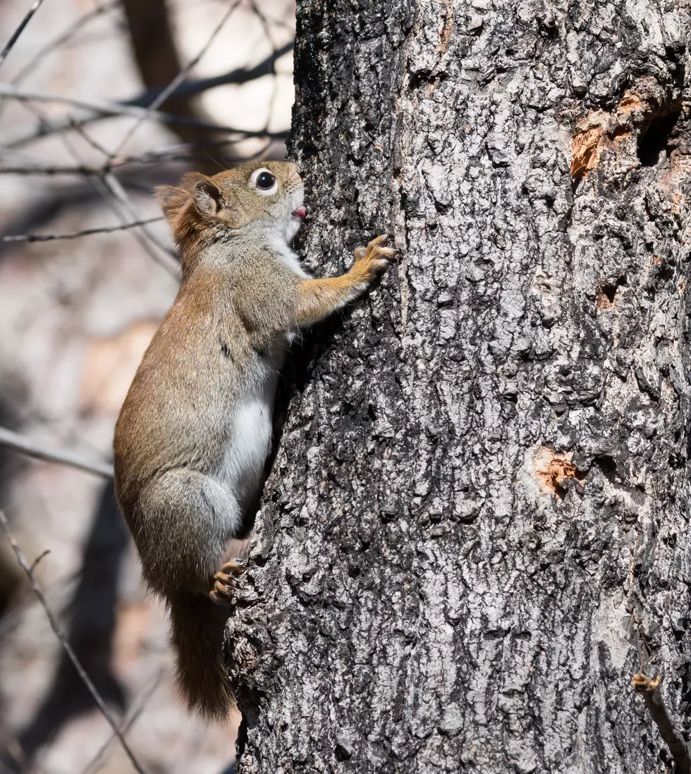 Squirrels Are Wreaking Havoc on This Year's Syrup Harvest