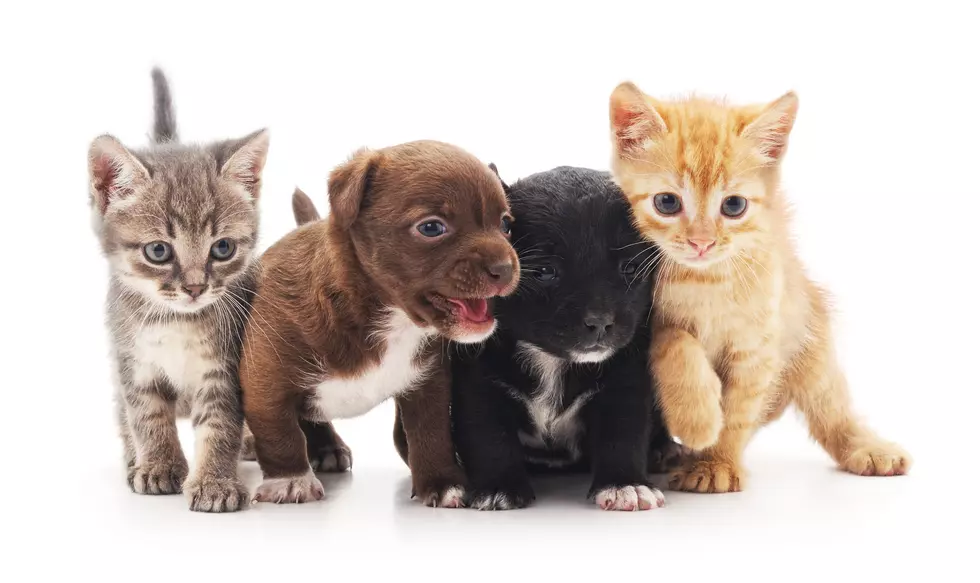 You Can Do Puppy & Kitten Yoga at Animal Refuge League of Greater Portland
