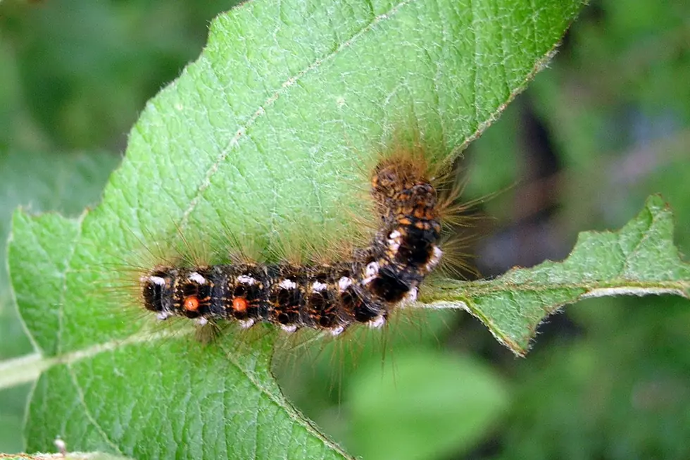 It’s Going to Be a Bad Year For Browntail Moths in Maine