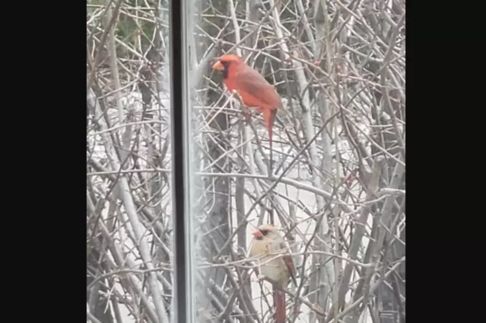 Rare White Cardinal Spotted in New Gloucester