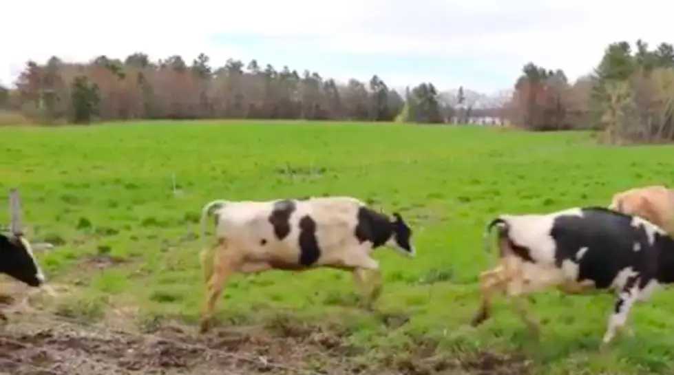 Wolfe's Neck Cows Romp Gleefully to the Fields for First Grazing