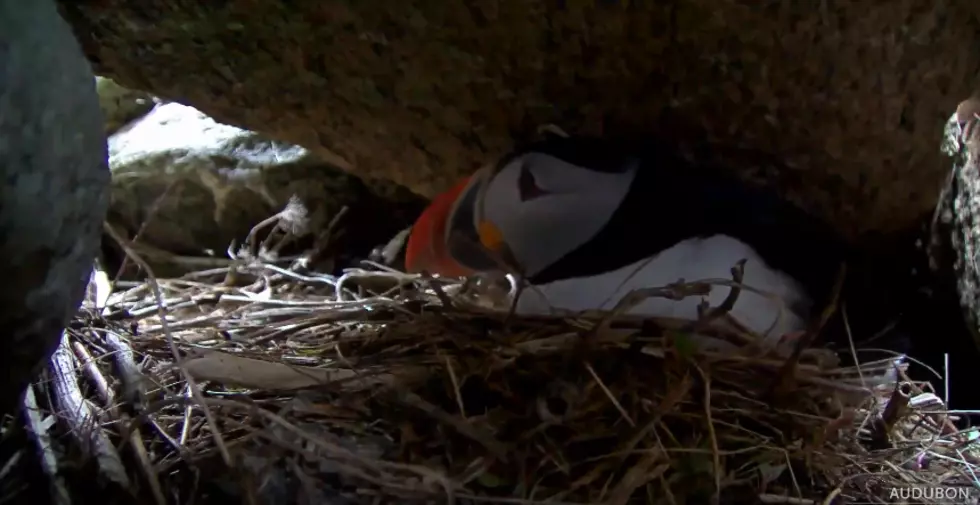Atlantic Puffins Have Returned to Seal Island; Watch Live Here