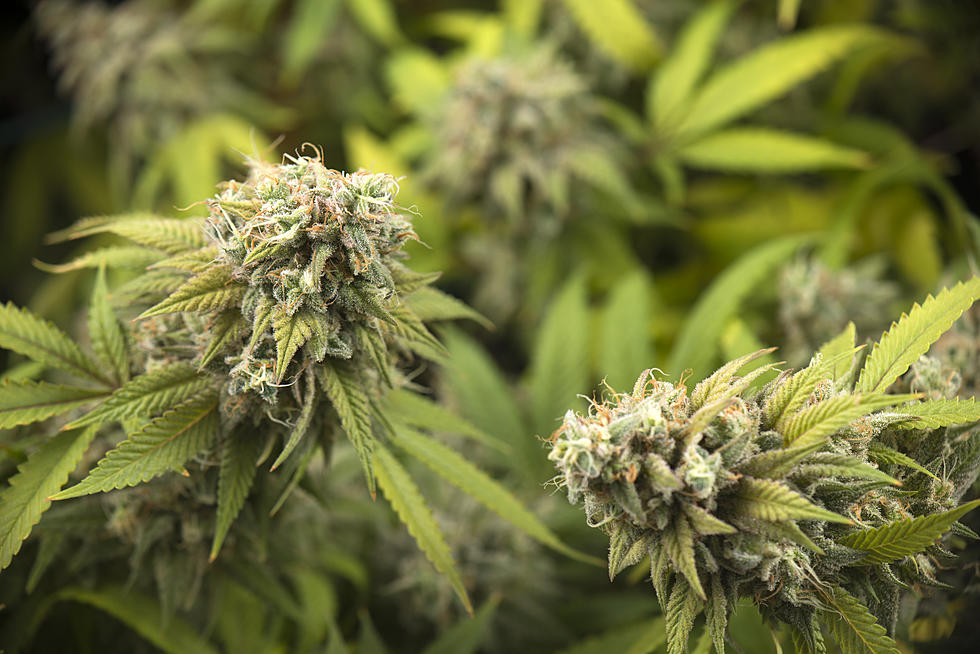 Mainers: Recreational Marijuana Still In Process