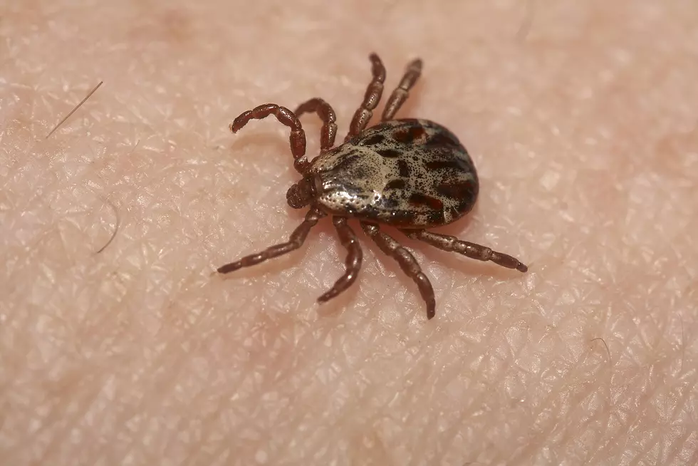 Here&#8217;s Why The Ticks, Black Flies And Mosquitos Have Been Extra Bad This Year In Maine