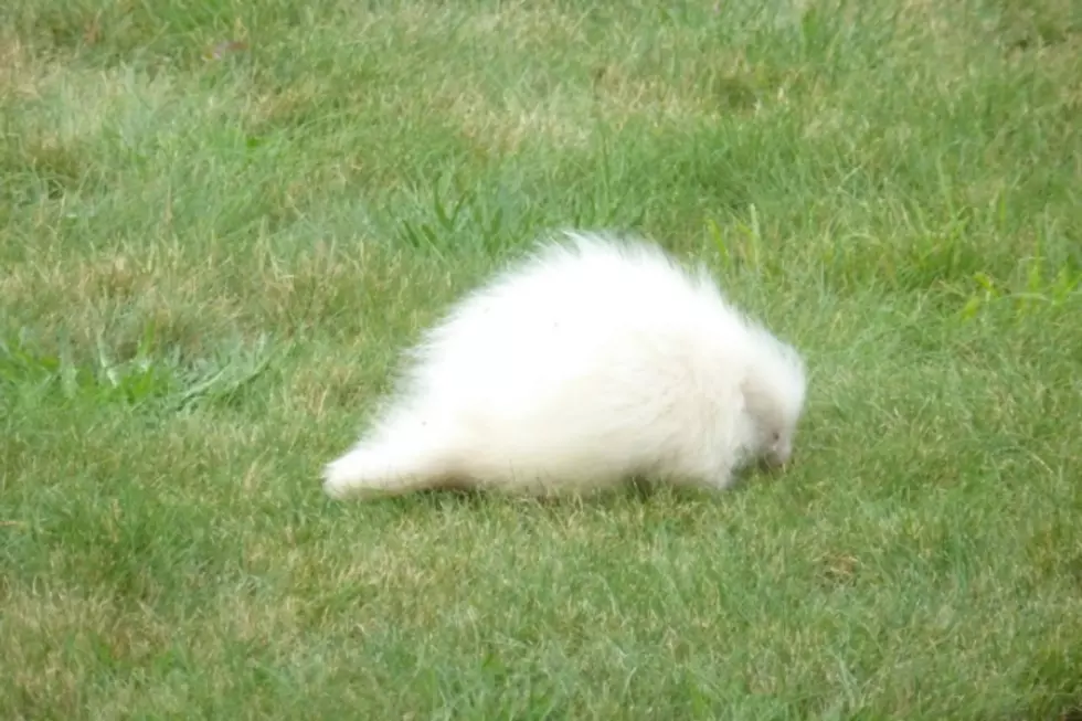 What the Hell Is This White Fuzzy Thing in Kennebunkport