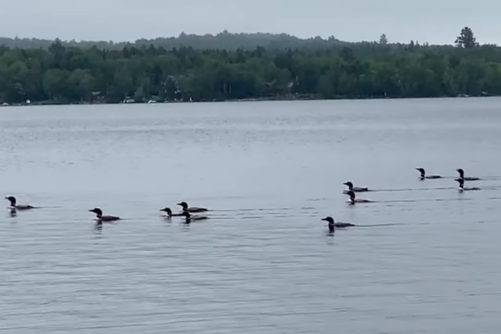 Here's What 17 Loons Sound Like on a Maine Lake